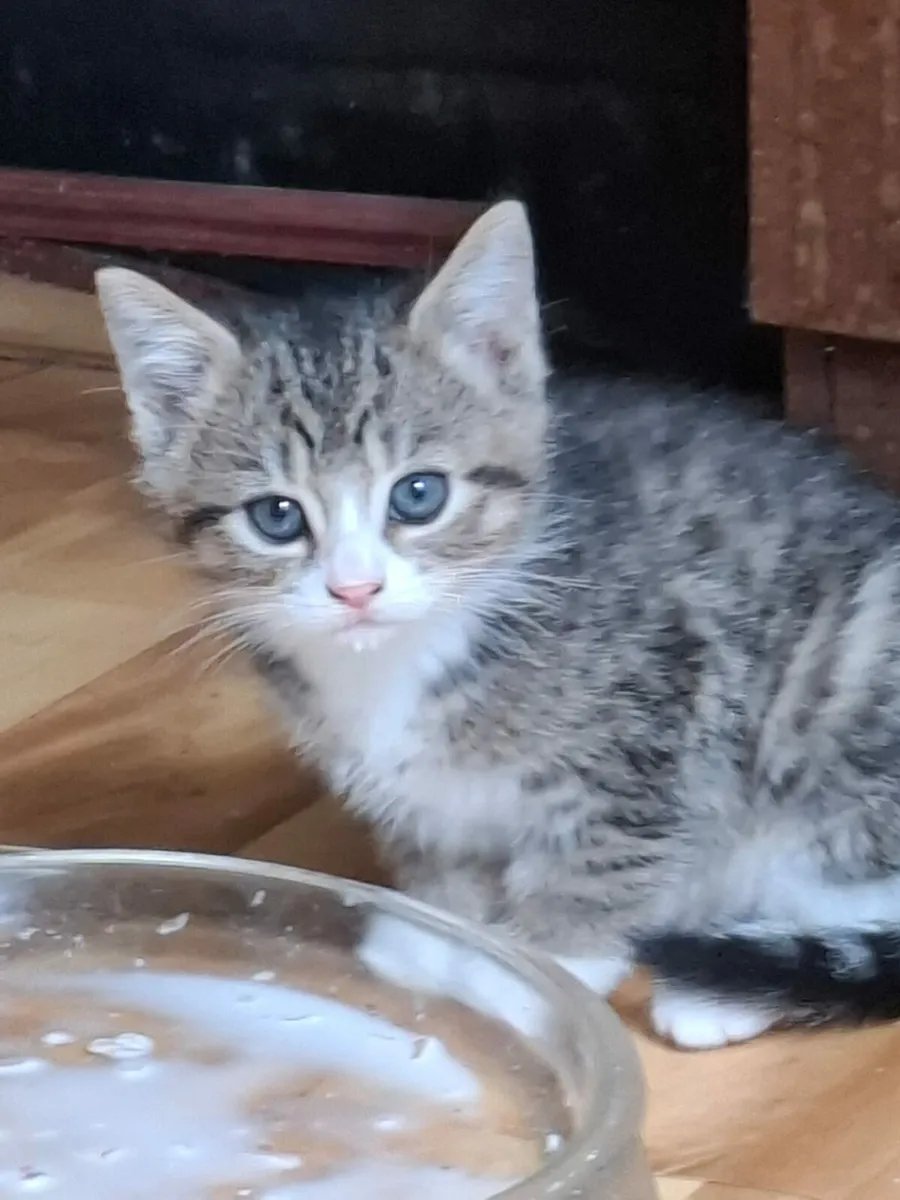 Adorable kittens - Image 3