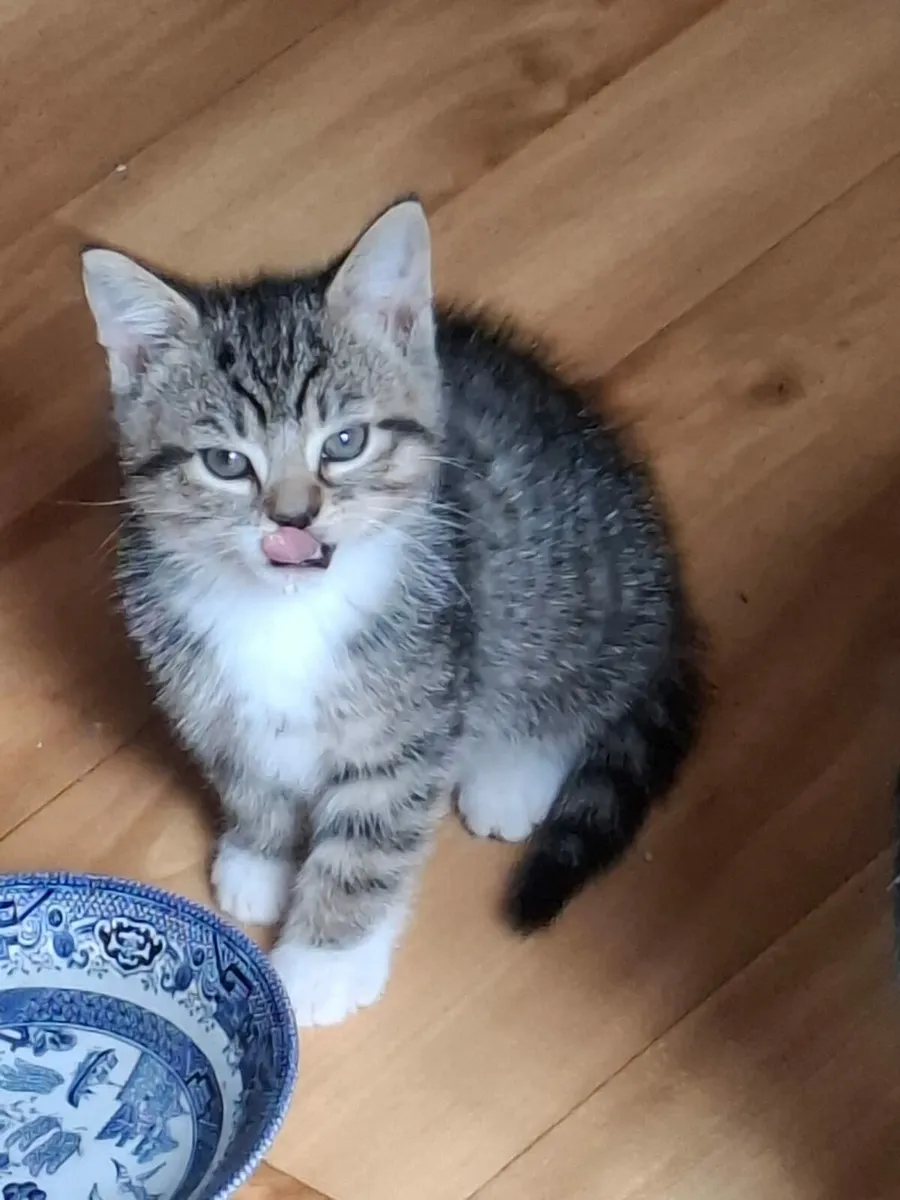Adorable kittens - Image 4