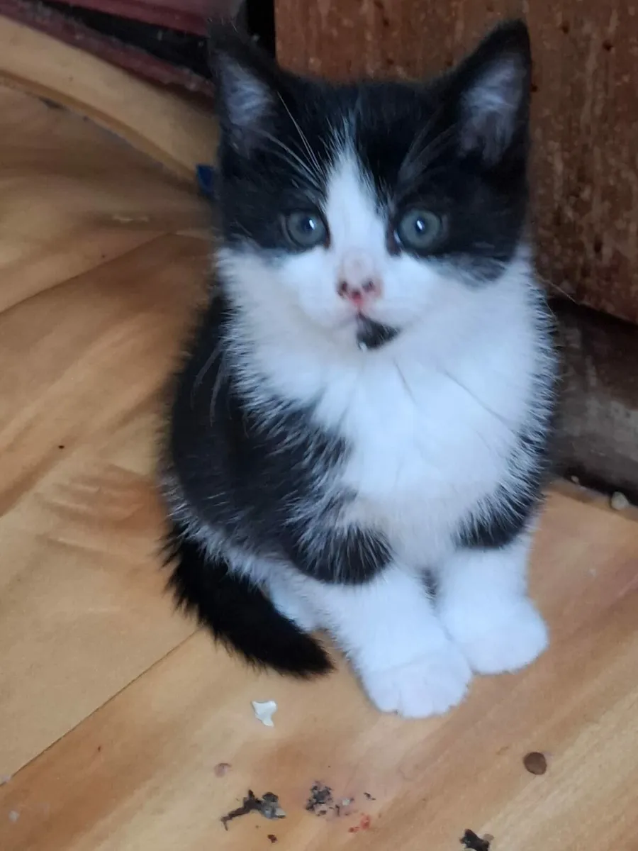Adorable kittens - Image 1