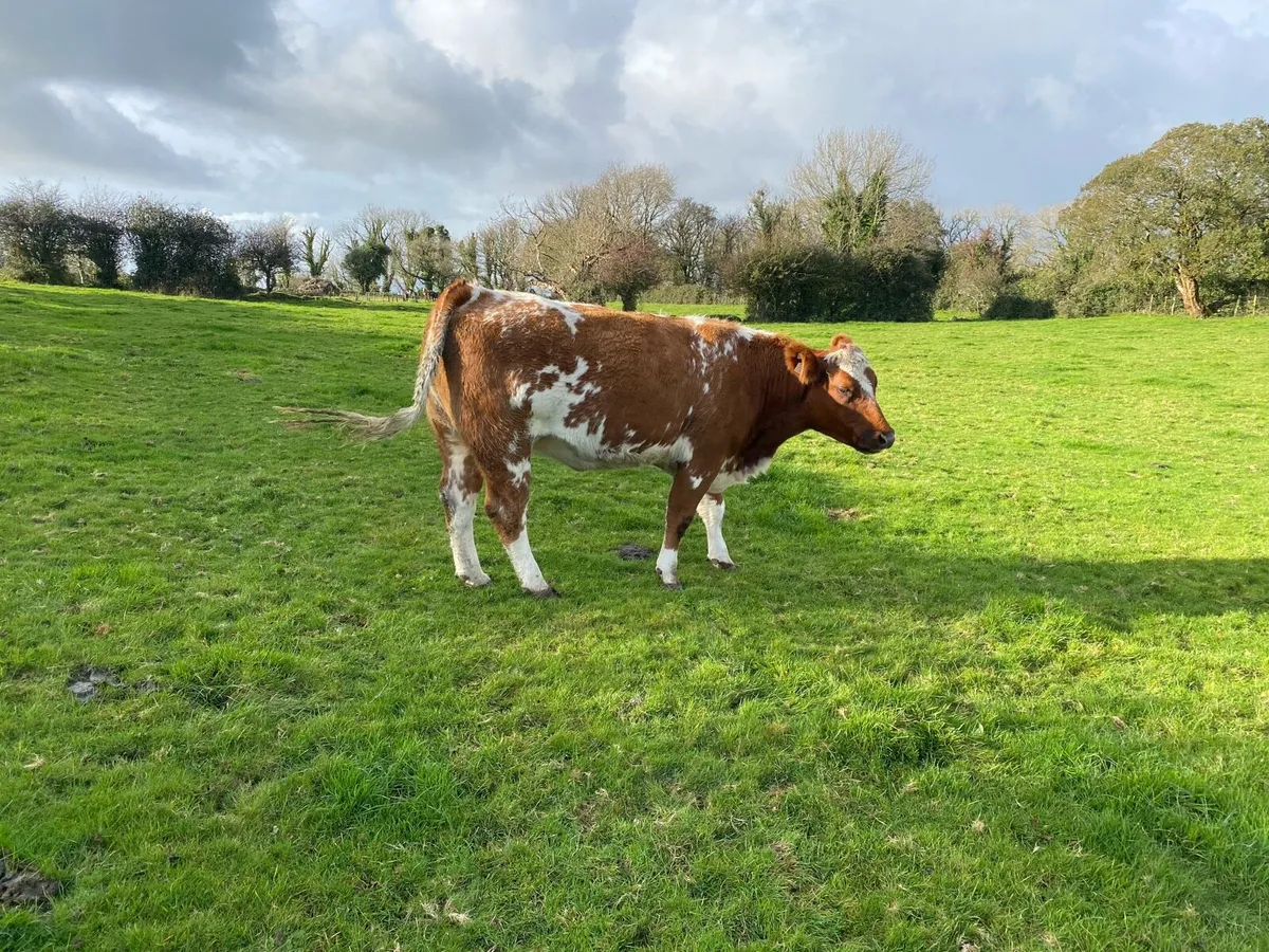 Heifers - Image 1