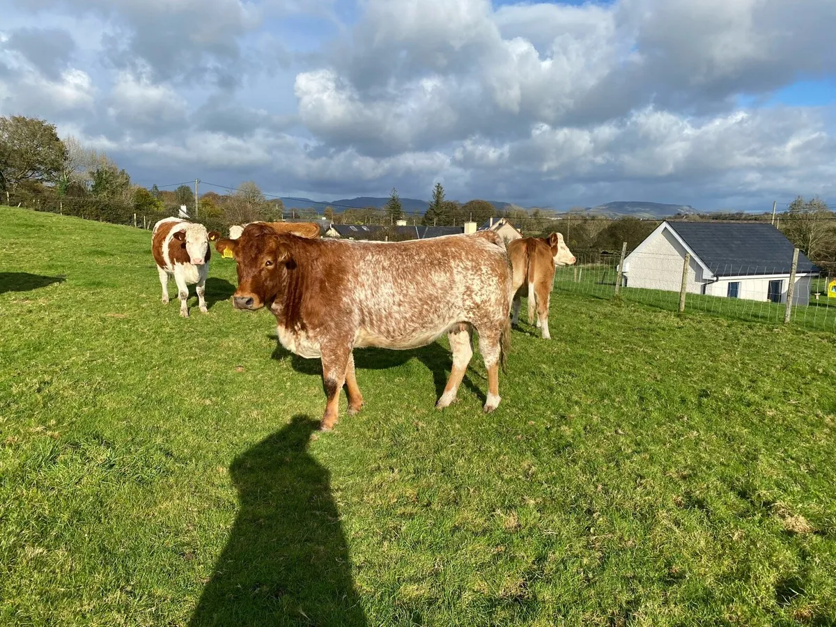 Heifers - Image 2