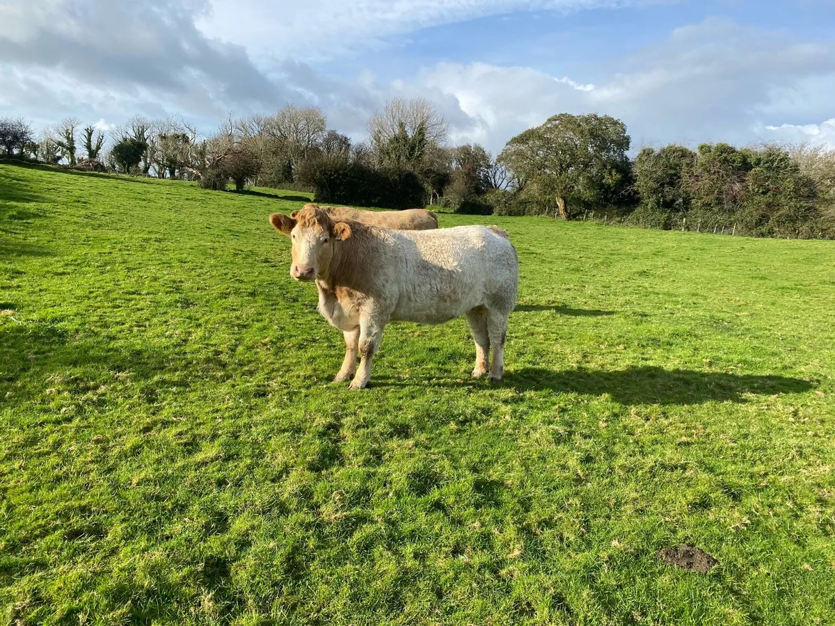 Heifers - Image 3