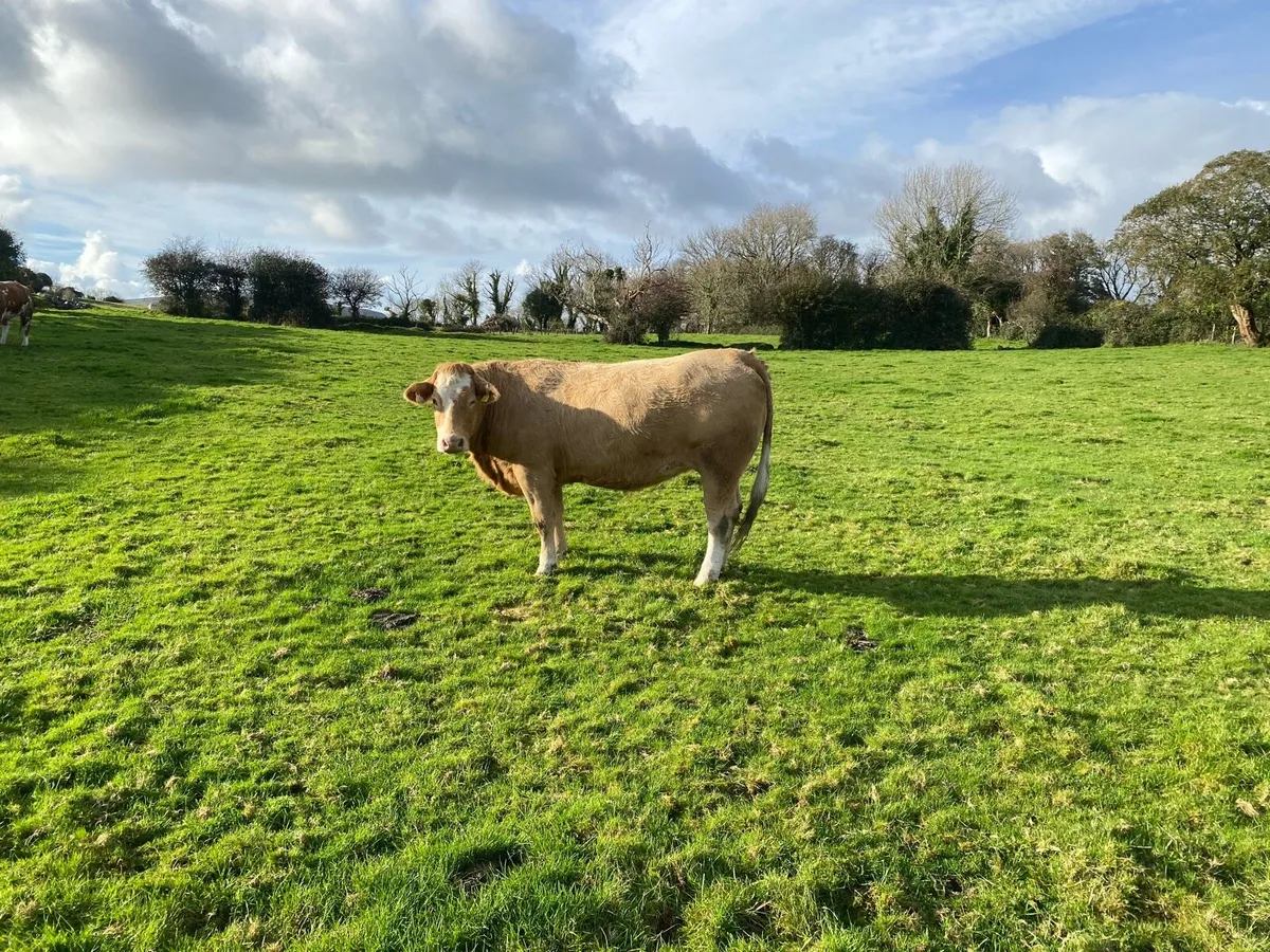 Heifers - Image 4