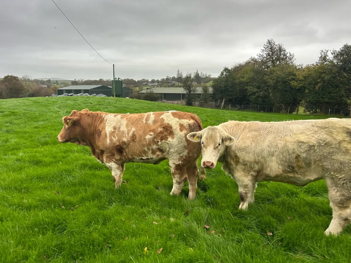Charloais Breeding Heifers - Image 2