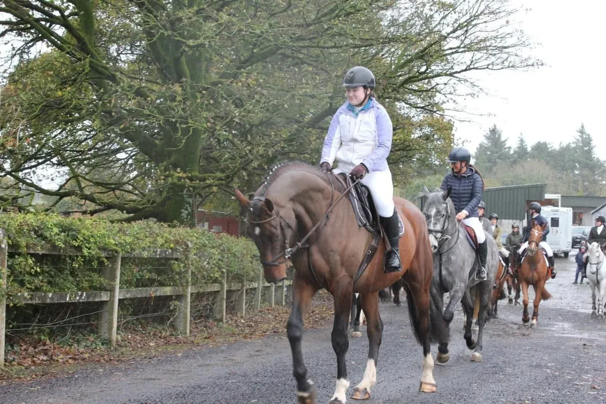 4yo 17.2 gelding - Image 3