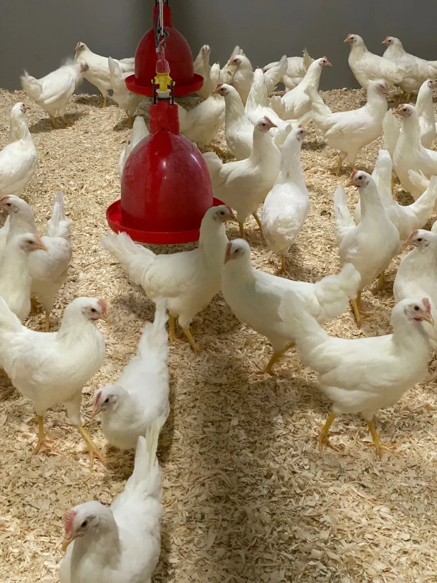 DEKALB WHITE & ISABROWN POINT OF LAY PULLET HENS . - Image 1