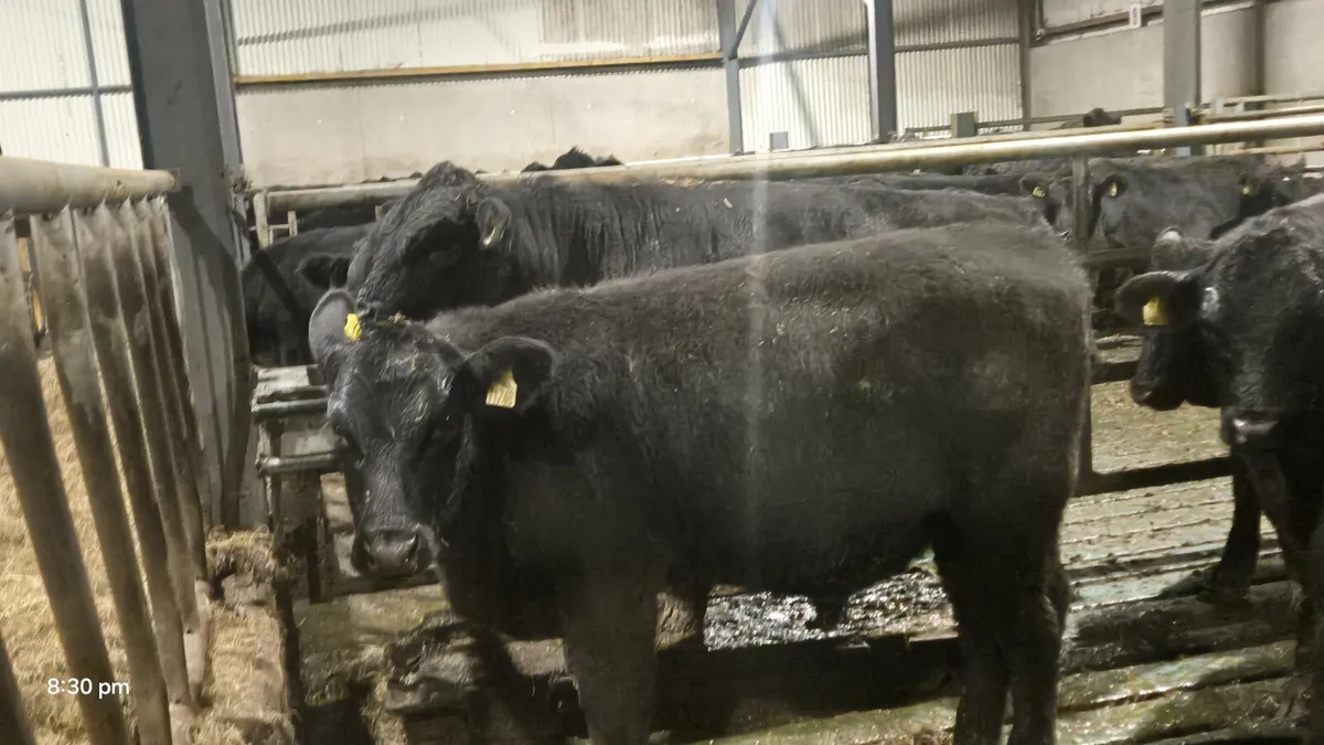 20 PROPER ABERDEEN ANGUS - Image 4