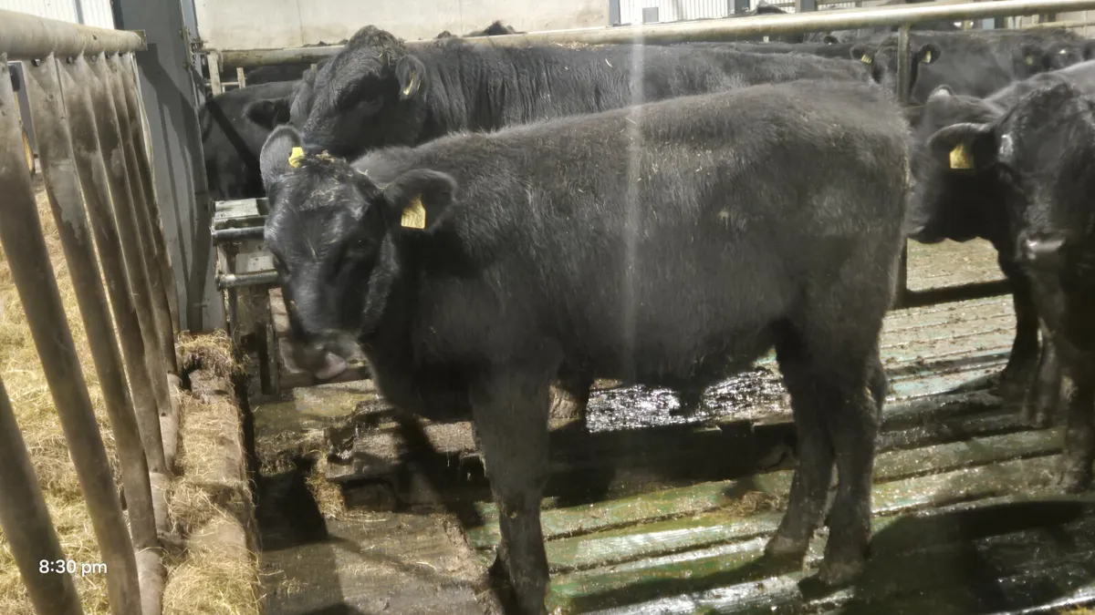 20 PROPER ABERDEEN ANGUS - Image 3
