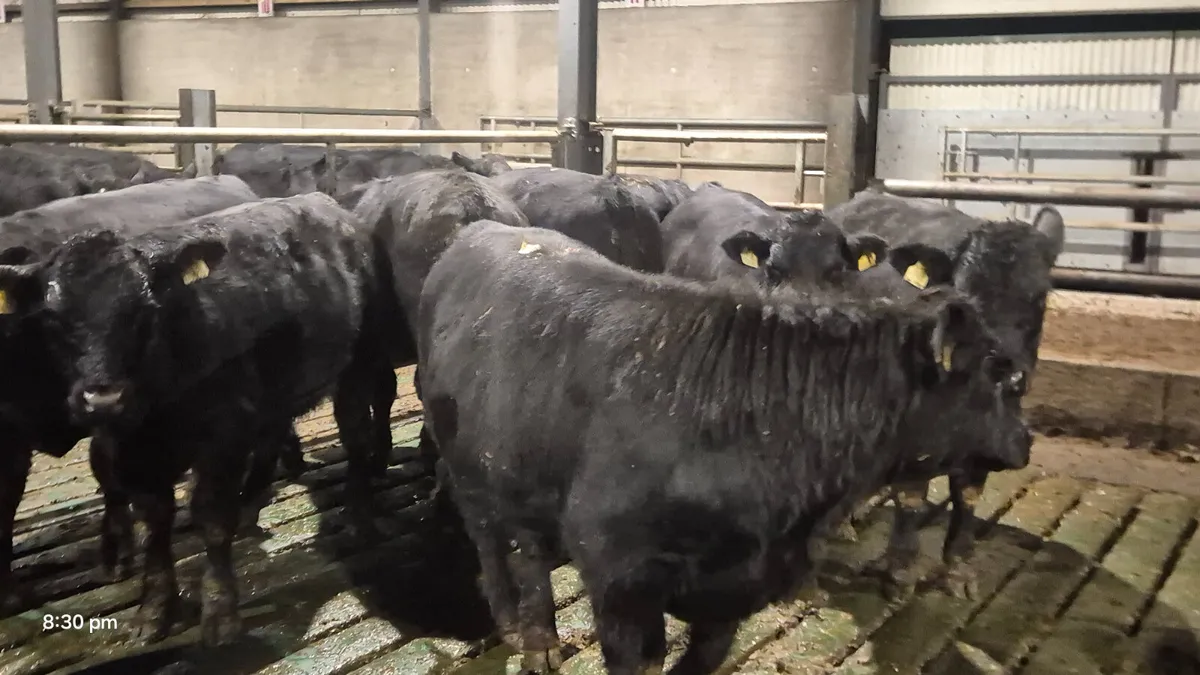 20 PROPER ABERDEEN ANGUS - Image 1