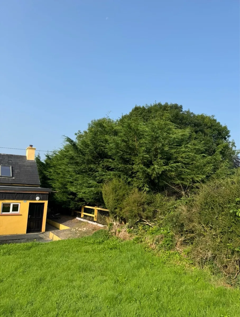 Tree Service - Image 2