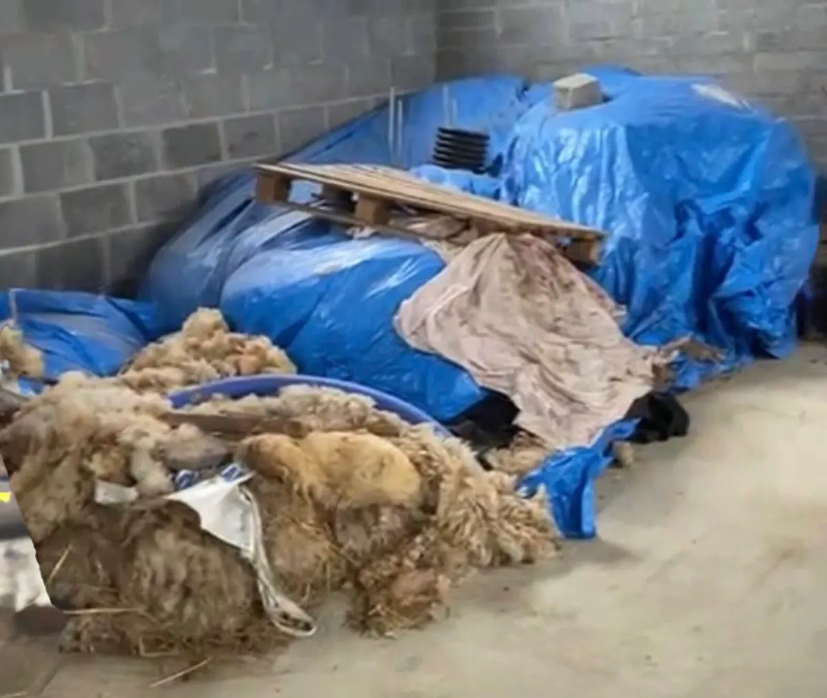 FREE Sheep’s Wool 3 bales 300kg+ Leitrim Village