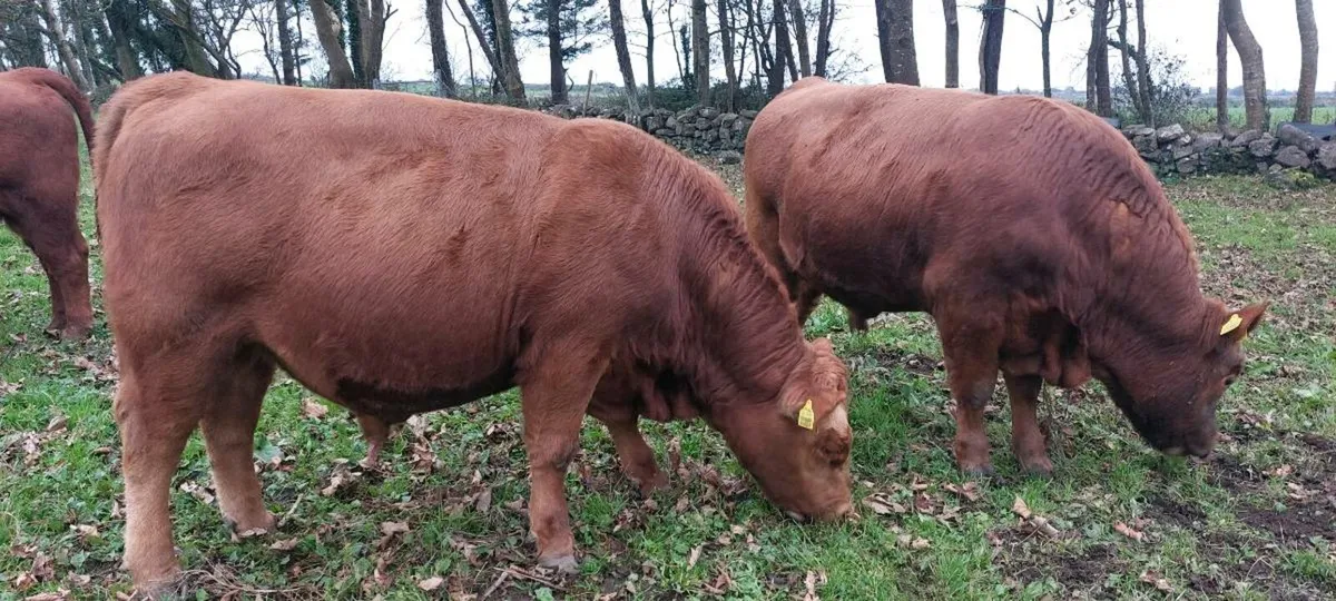 Pedigree Registered Red Angus Bulls - Image 1