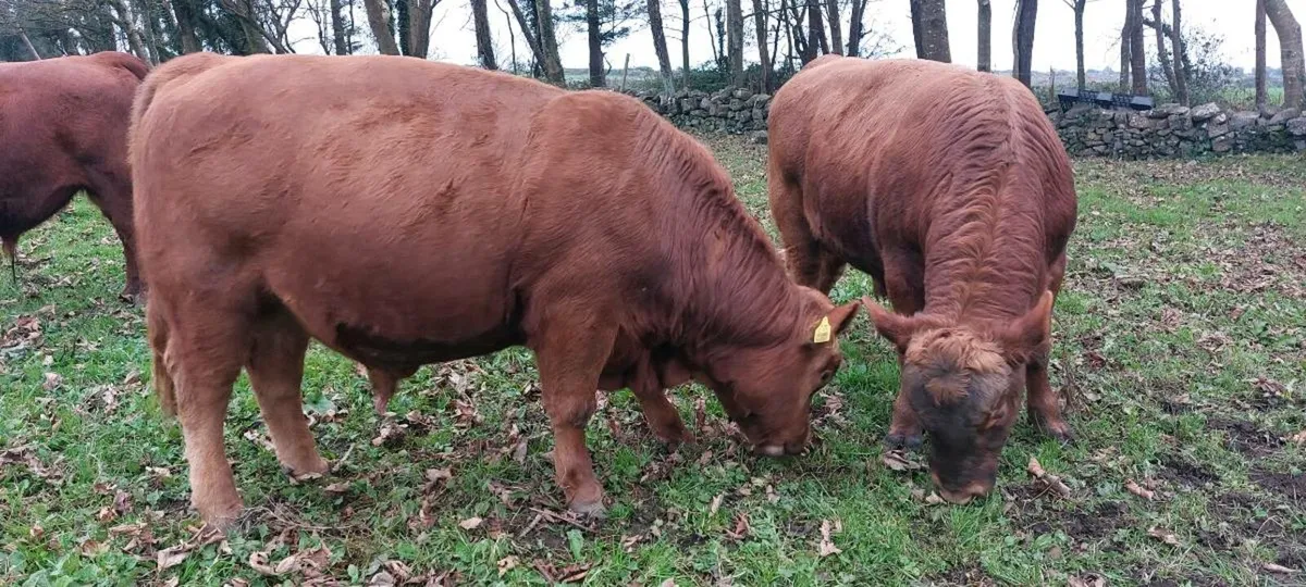 Pedigree Registered Red Angus Bulls - Image 2