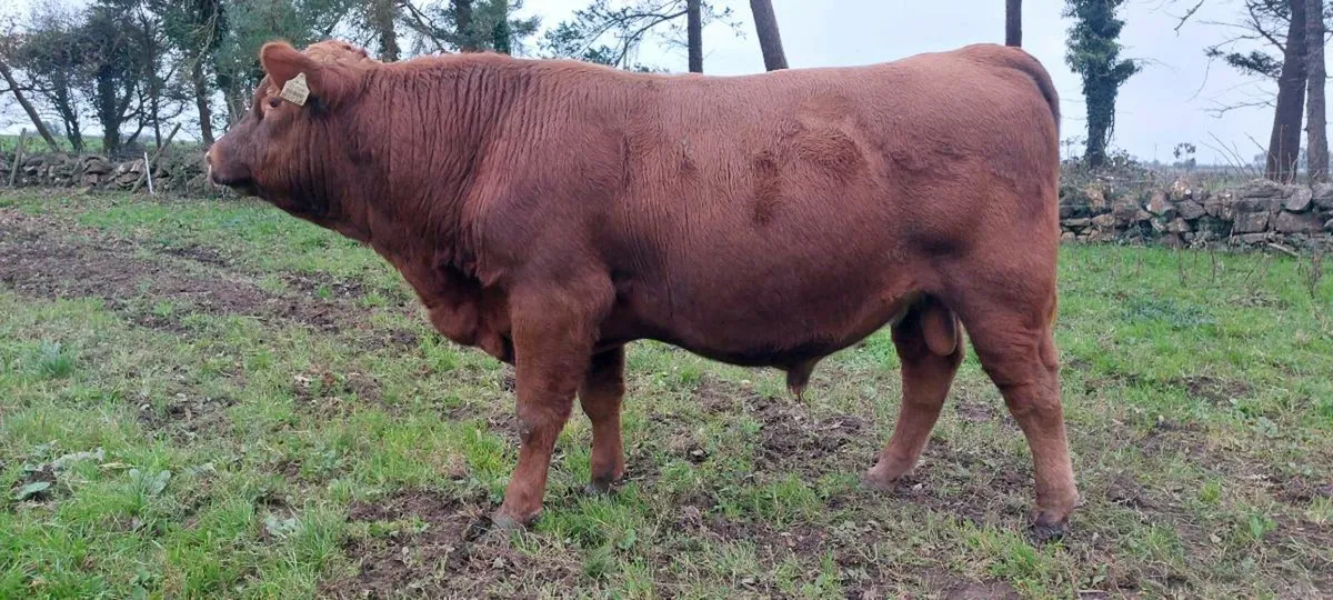 Pedigree Registered Red Angus Bulls - Image 3