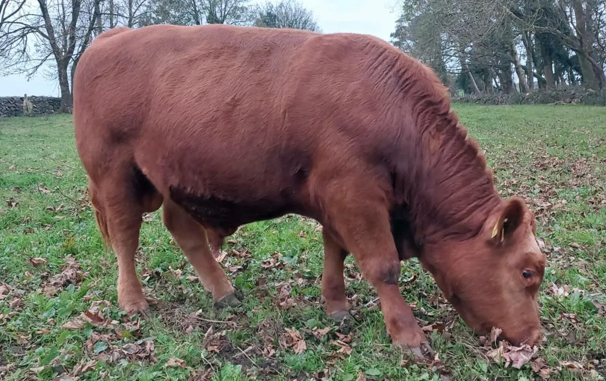 Pedigree Registered Red Angus Bulls - Image 4