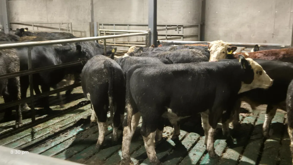 14 PROPER HEREFORD BULLS FOR SALE - Image 1