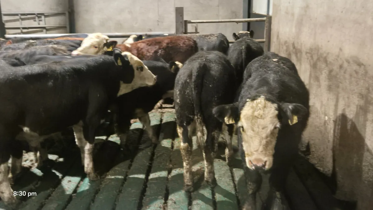 14 PROPER HEREFORD BULLS FOR SALE - Image 3