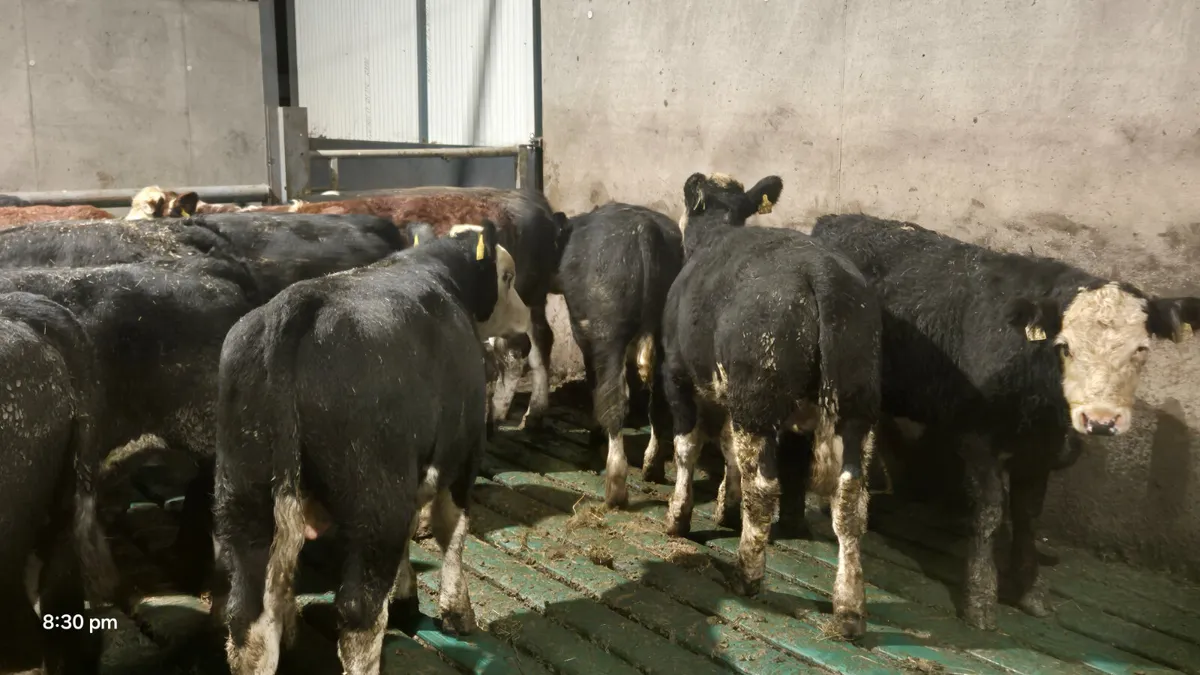 14 PROPER HEREFORD BULLS FOR SALE - Image 4