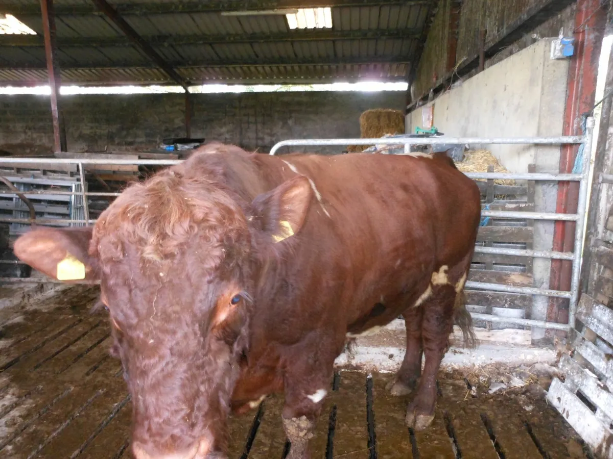 Bull - Image 1