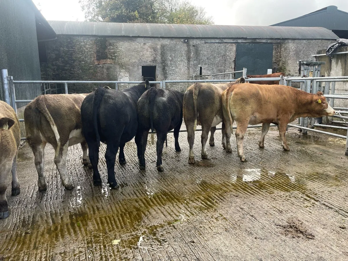 Incalf Heifers - Image 1