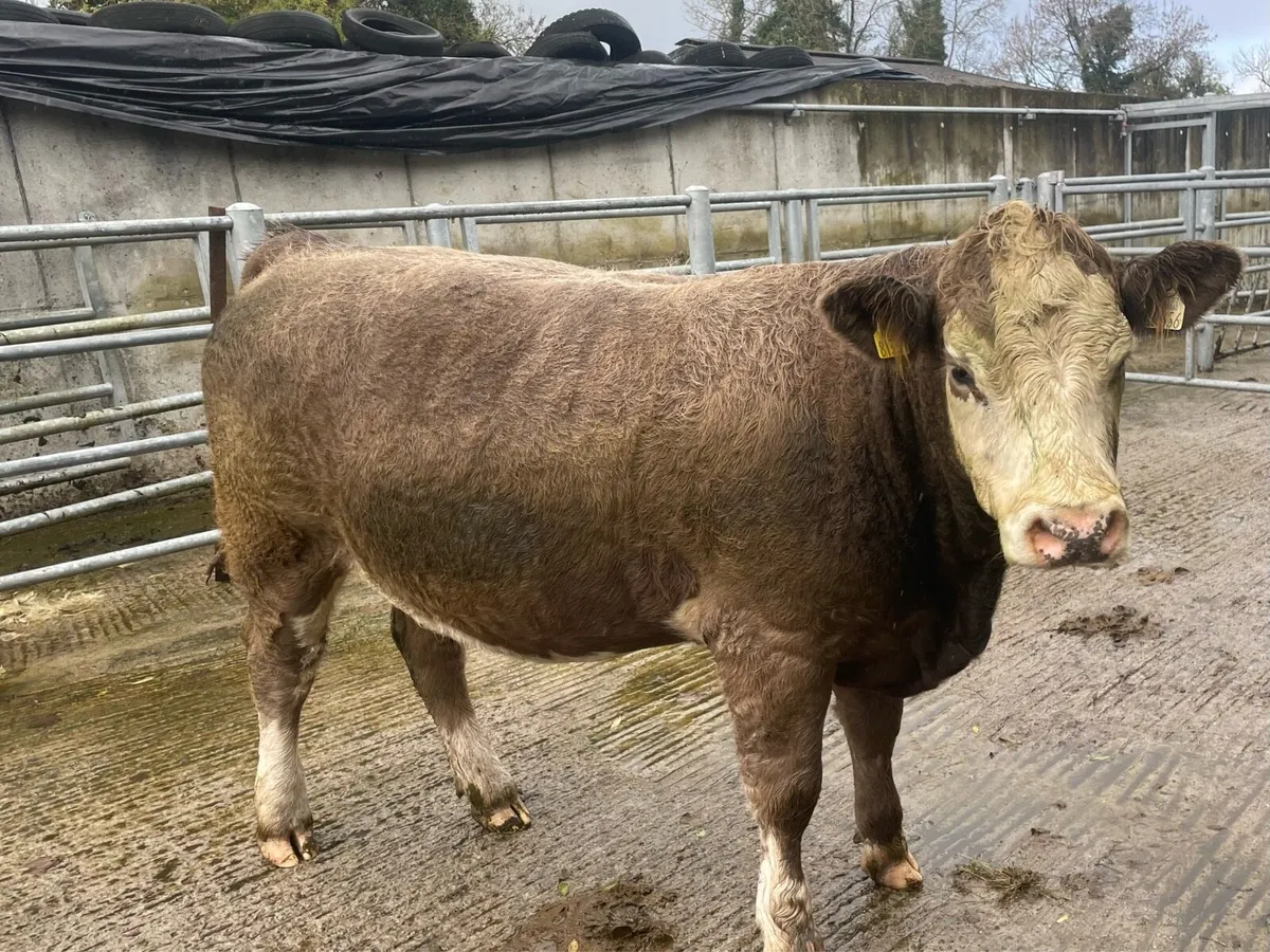 Incalf Heifers - Image 2