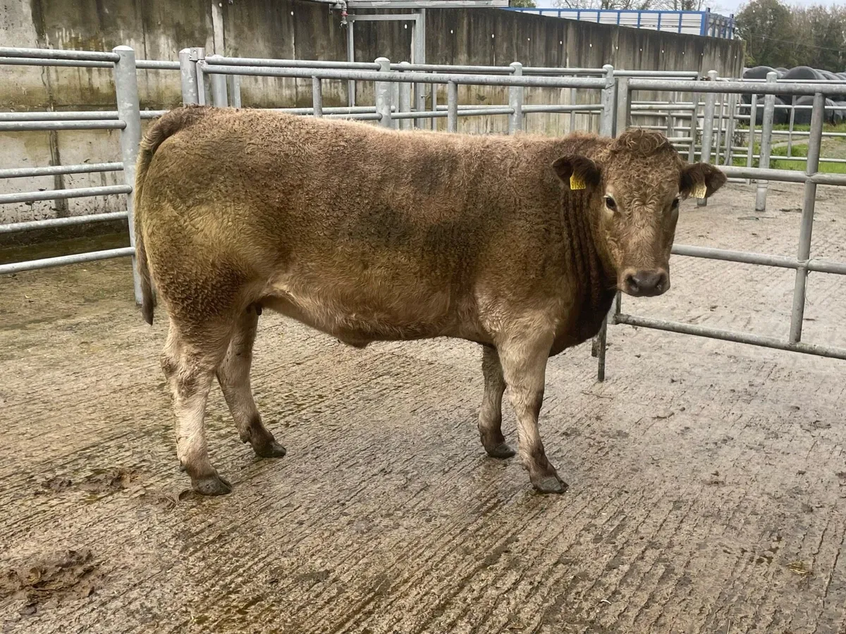 Incalf Heifers - Image 3