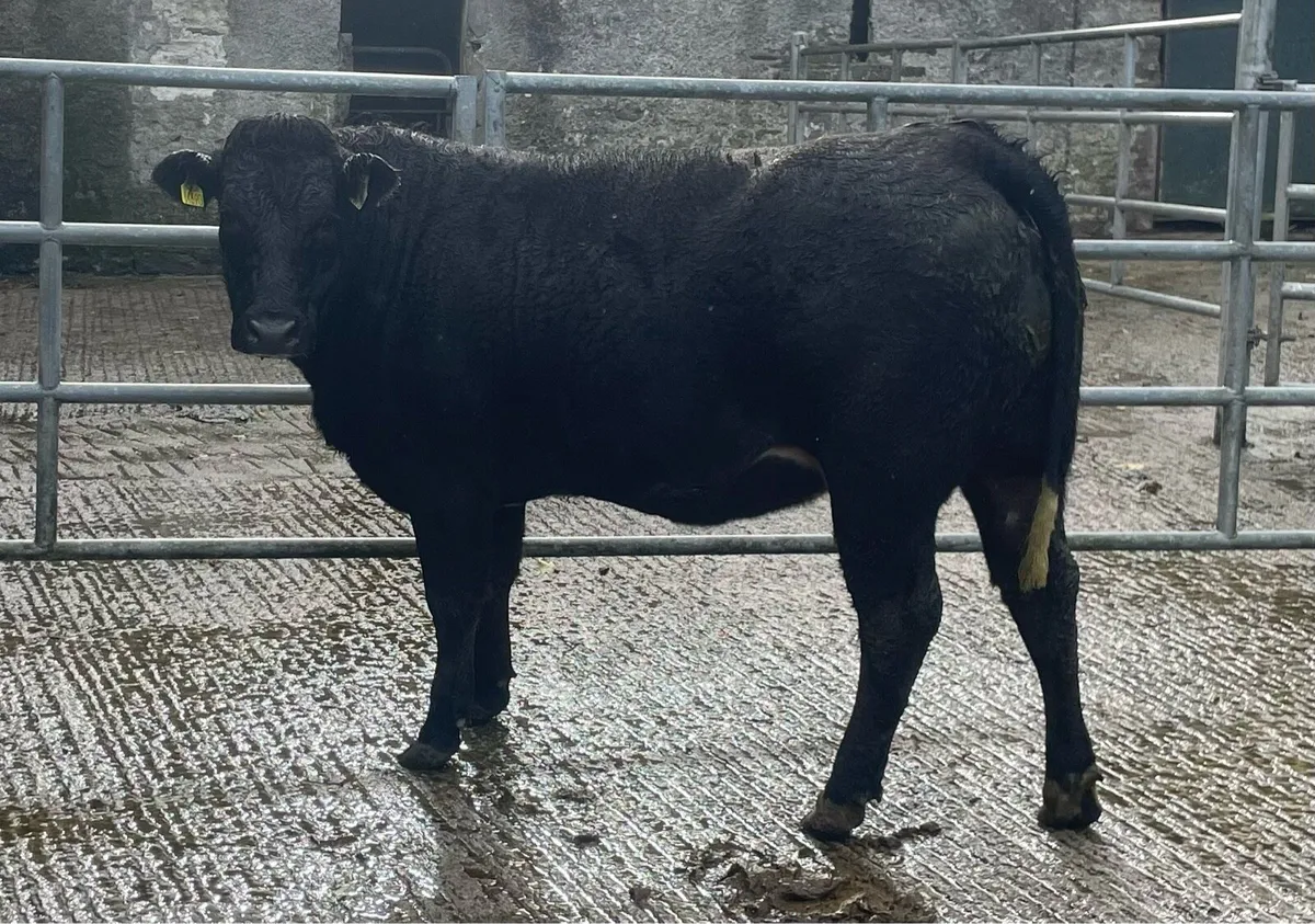 Incalf Heifers - Image 4