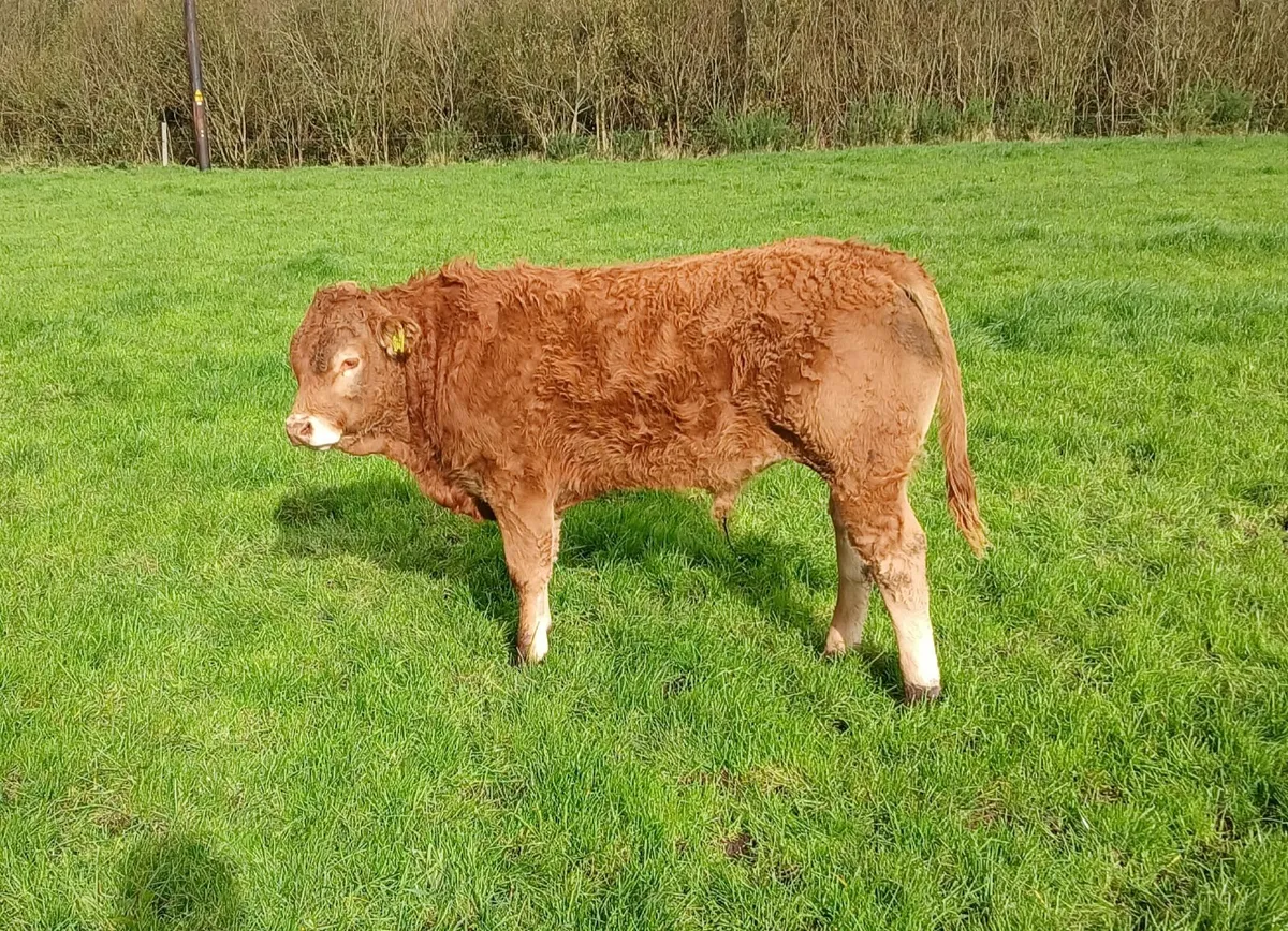 Weanlings for sale - Image 1