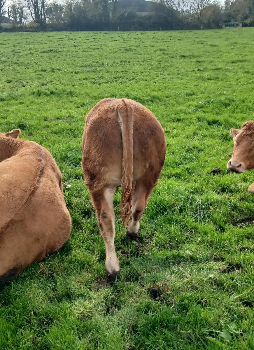 Weanlings for sale - Image 2
