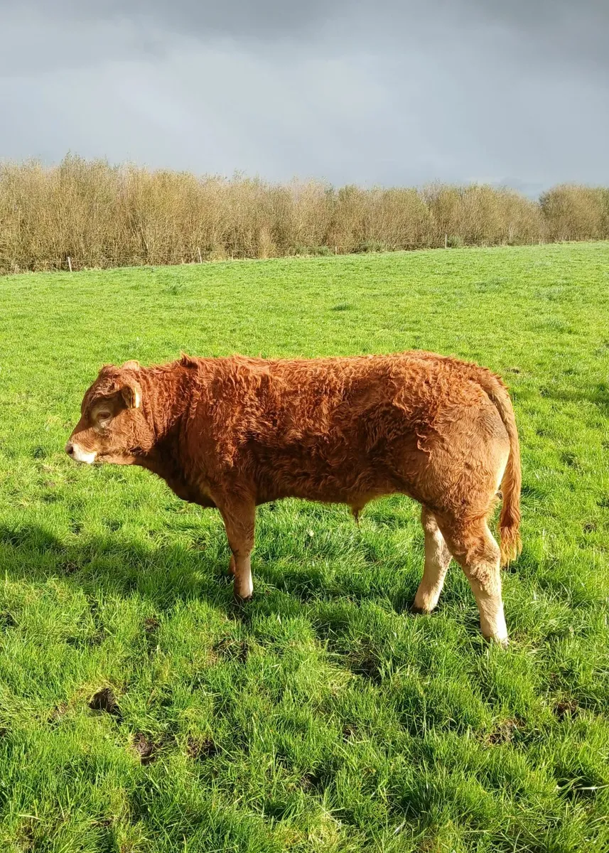 Weanlings for sale - Image 3