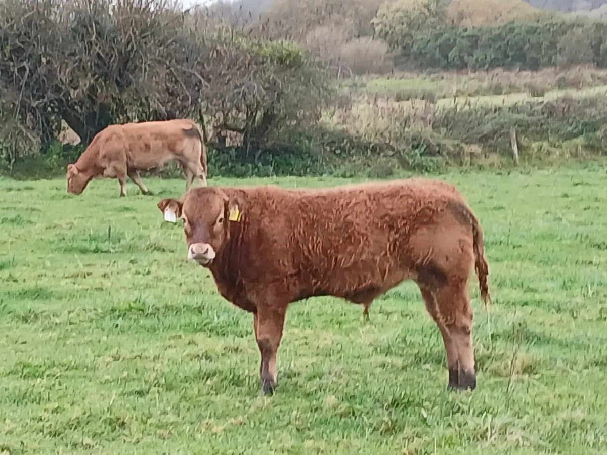 Weanlings for sale - Image 4
