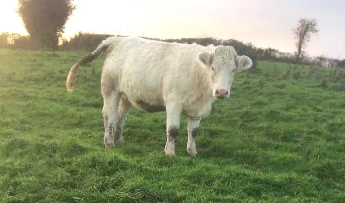 Pedigree Charolais In Calf Heifer - Image 2