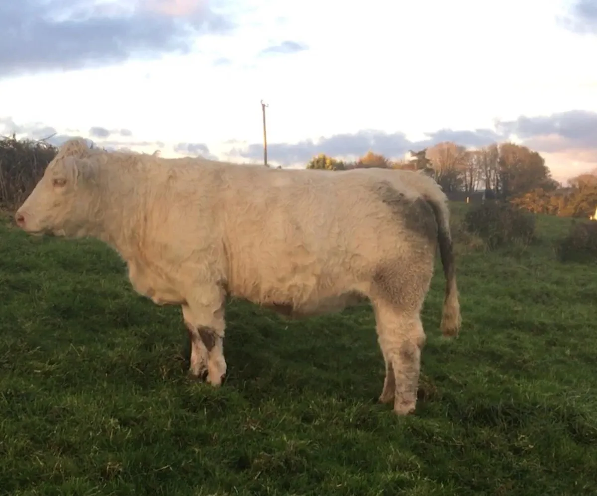 Pedigree Charolais In Calf Heifer - Image 1