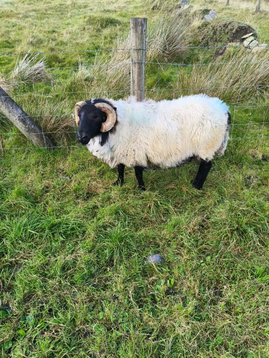 Blackface Mountain Ram - Image 1
