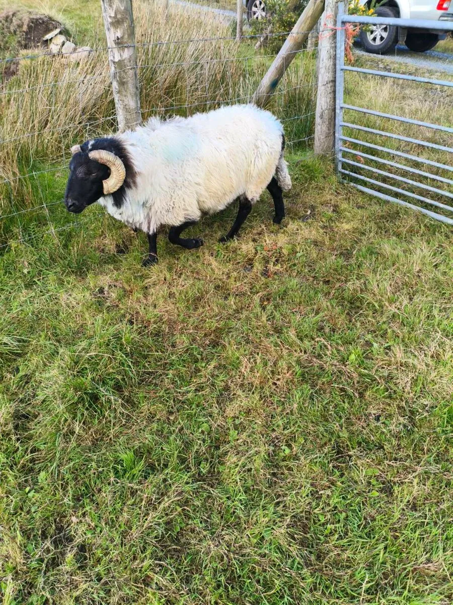 Blackface Mountain Ram - Image 2