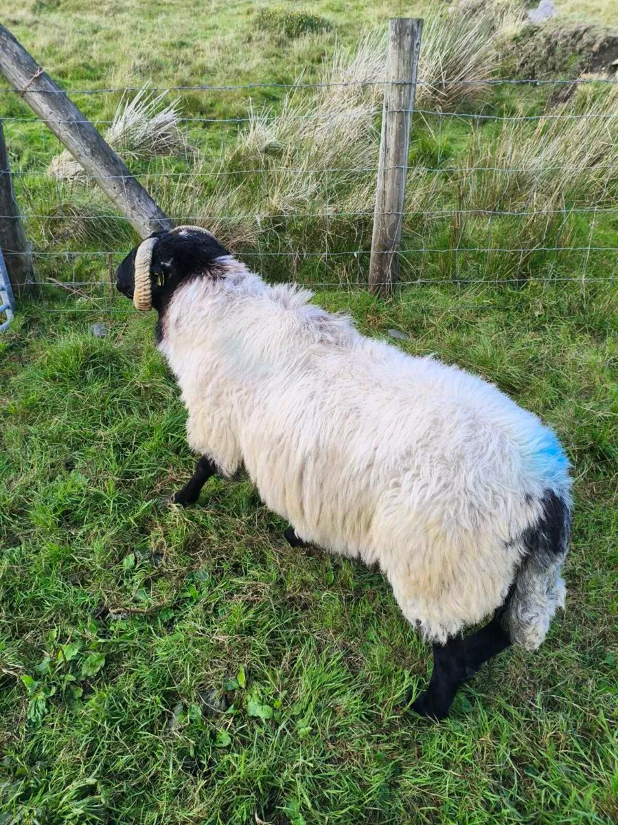 Blackface Mountain Ram - Image 3