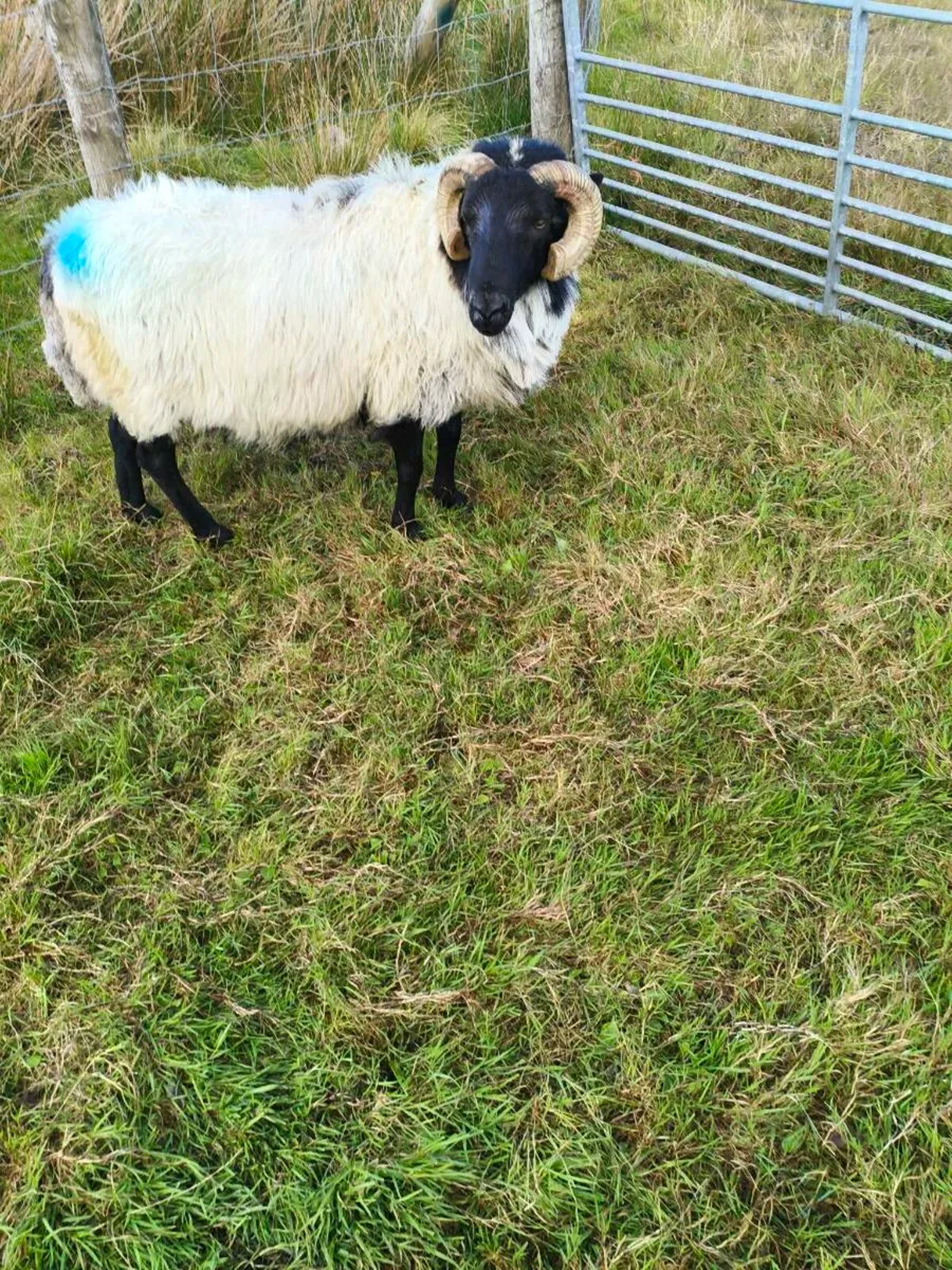 Blackface Mountain Ram - Image 4