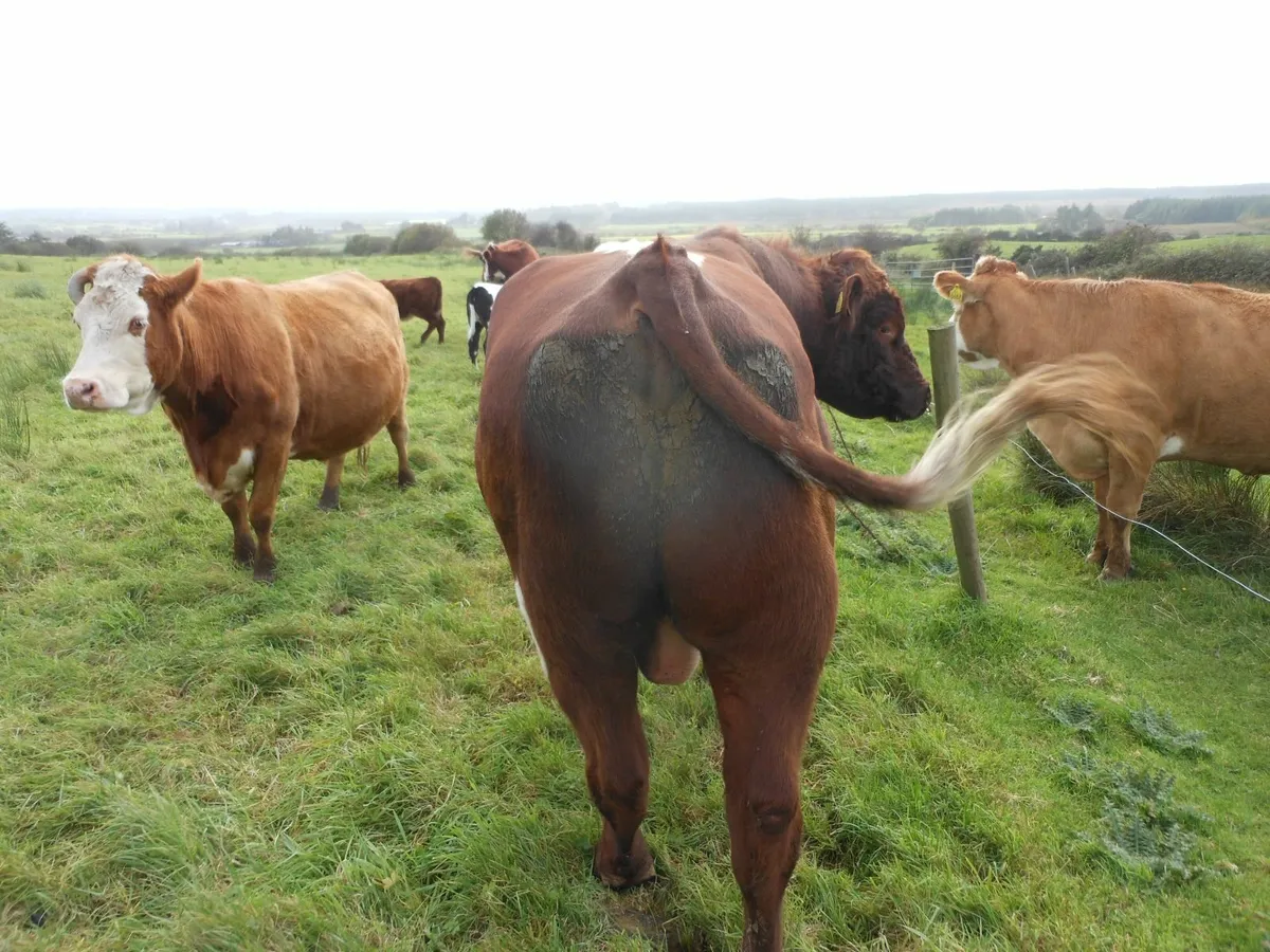 Bull - Image 3