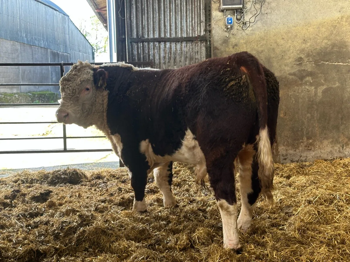 Hereford Bulls - Image 1