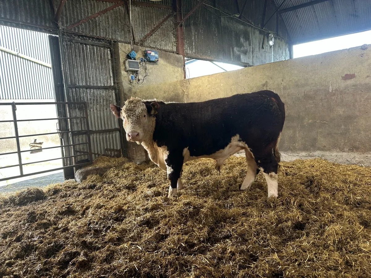 Hereford Bulls - Image 3