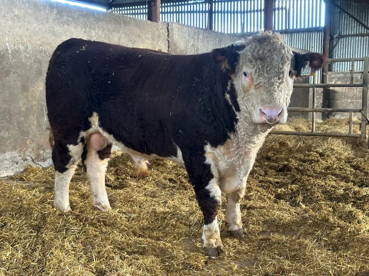 Hereford Bulls - Image 4