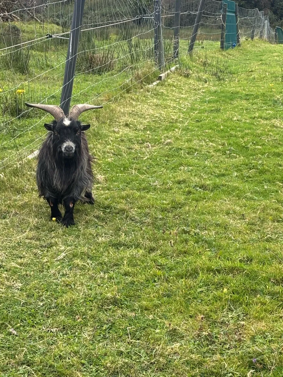 Goat - Image 1