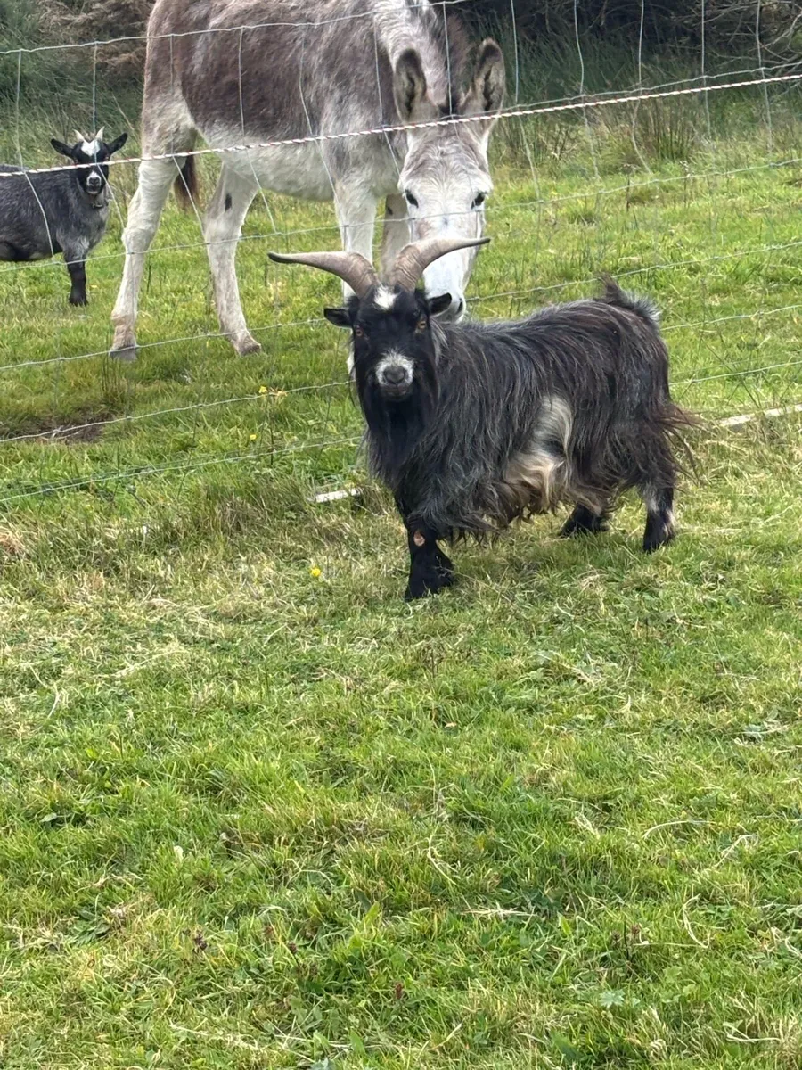 Goat - Image 2
