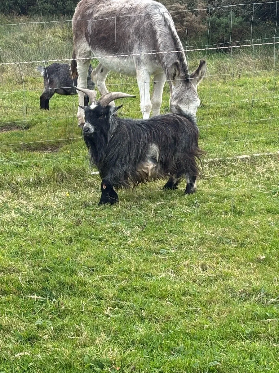 Goat - Image 3