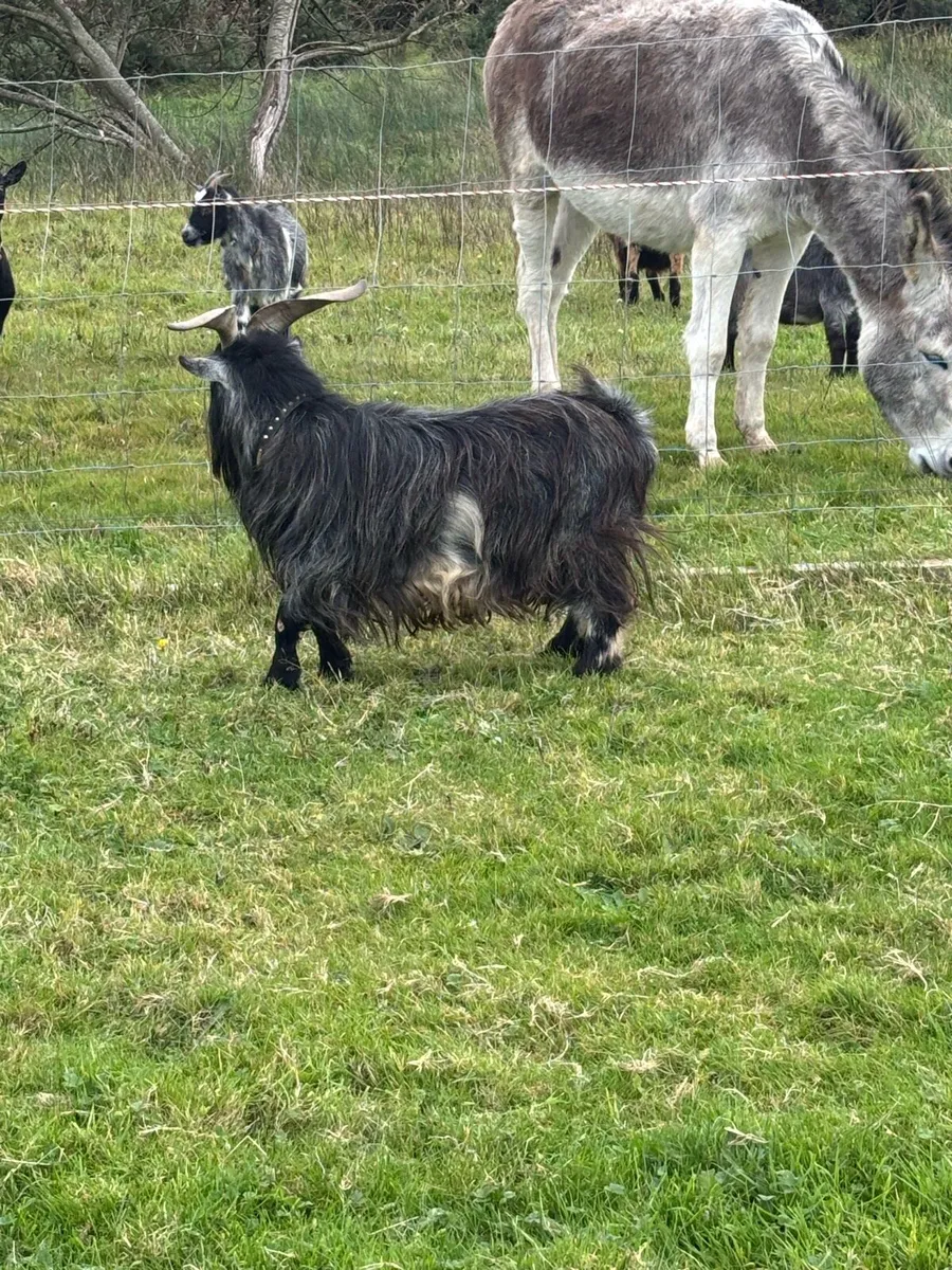 Goat - Image 4