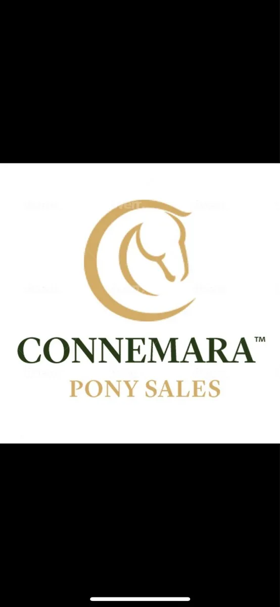 Transport Connemara Pony Sales - Image 2