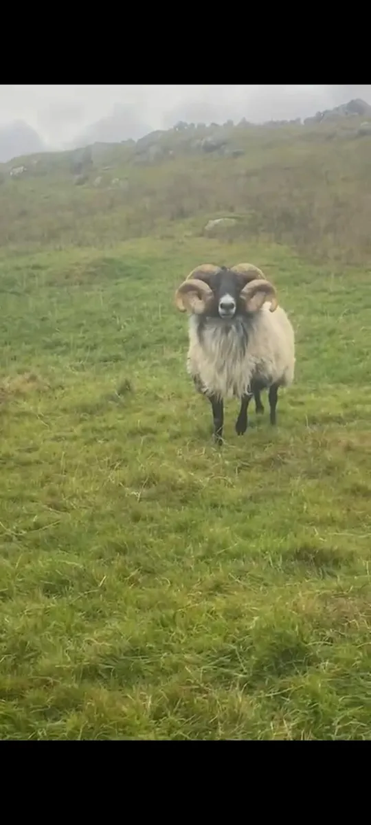 Aged Ram - Image 2