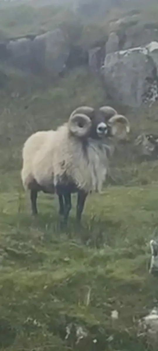 Aged Ram - Image 3