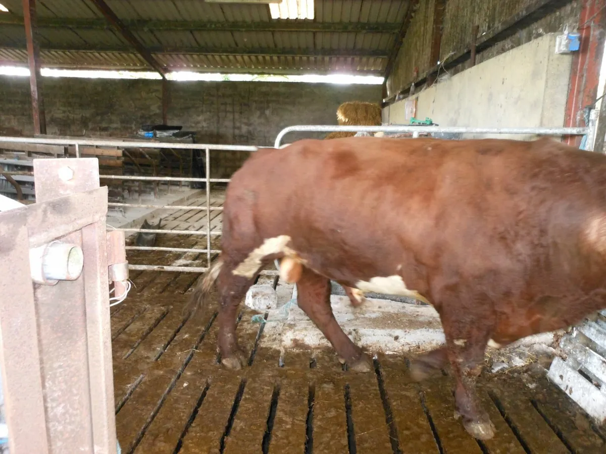 Bull - Image 2