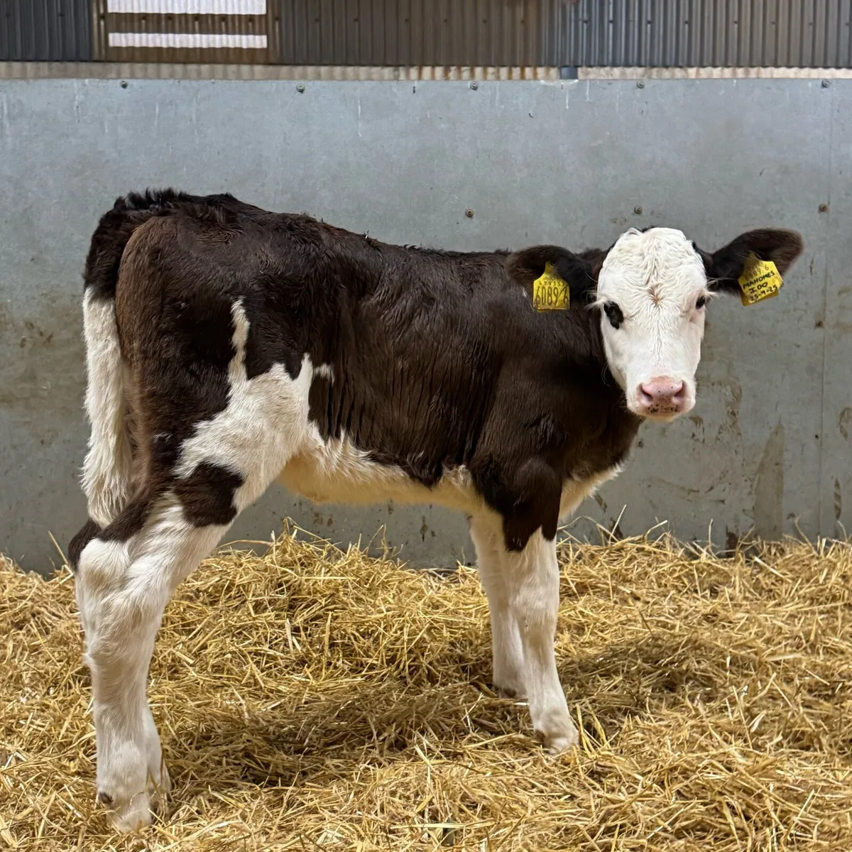 Fleckvieh Heifers - Image 1